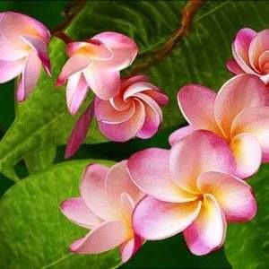 Meet your Posher, Tanya